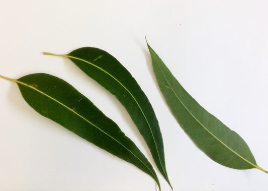 Eucalyptus globulus - Organic